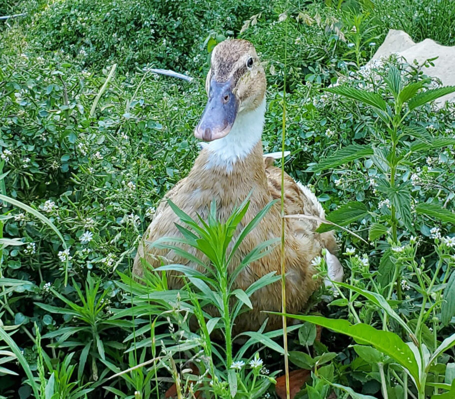 Things to Do in Cashton. Closeup image of female duck in grass.