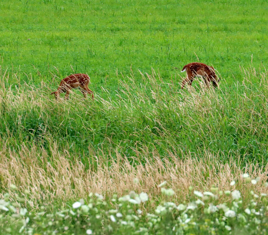 Kickapoo Valley Reserve. Image of two deer in green meadow field.