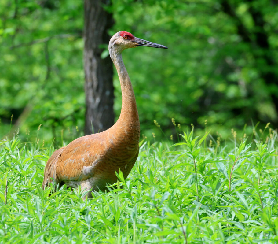 Kickapoo Valley Reserve. Image of exotic bird in field of forest.