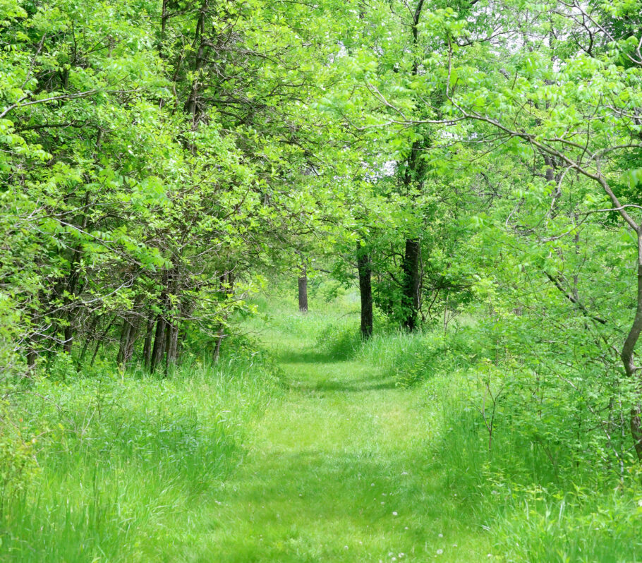 Kickapoo Valley Reserve. Image of overgrown green grass path with trees on both sides.