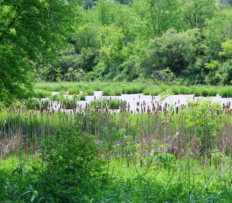 Kickapoo Valley Reserve. Image of overgrown prairie grass with water and forest.