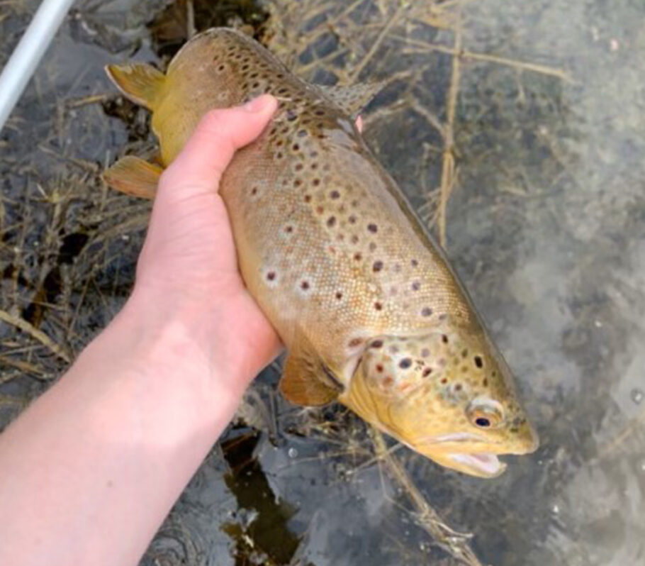 Image of hand holding trout out of water just being caught.