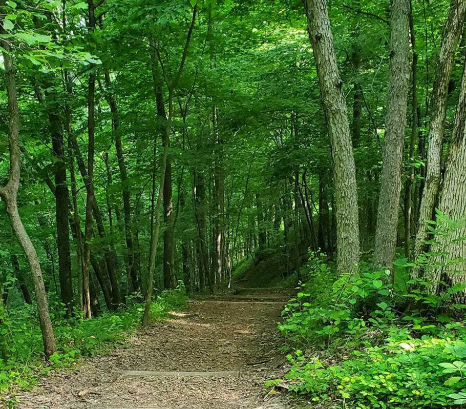 Wildcat Mt. Park. Image showing hiking path in woods.
