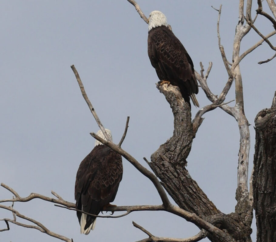 Bird watching in Cashton. Image of two bald eagles in large dead tree.