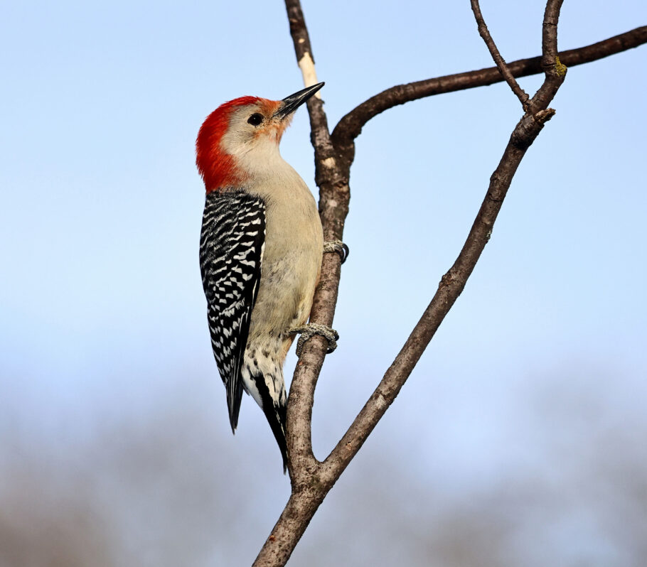 Bird watching in Cashton. Image of woodpecker on twig of tree.