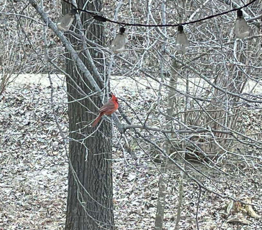 Bird watching in Cashton. Image of cardinal in backyard during winter.